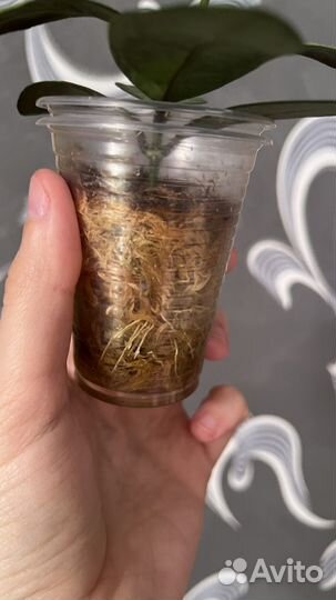 Hoya Elliptica / Хойя Элиптикк