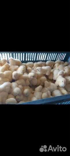 Бройлеры, индюшата