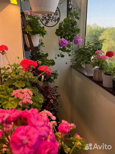 Сортовая пеларгония