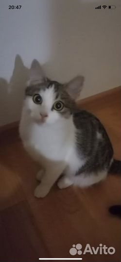 Кошка в дар