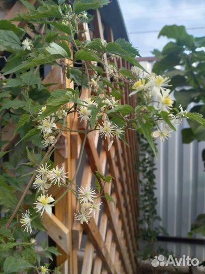 Садовые растения 1