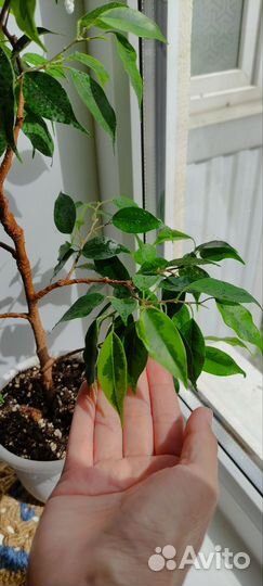 Фикус бенджамина бонсай