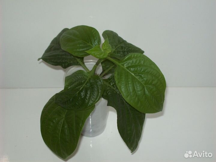 Домашние цветы, разные