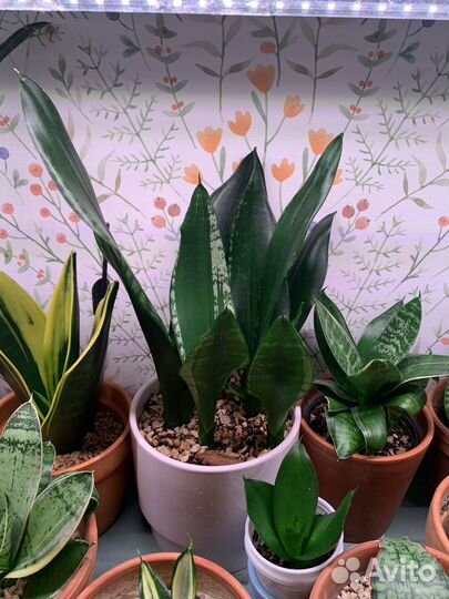 Сансевиерия Уинти