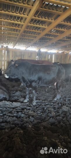 Бычки, быки симменталы, герефорды, абердины