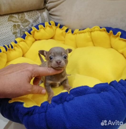 Щенки чихуахуа