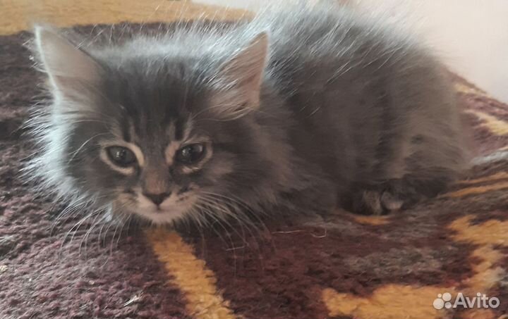 Котёнок девочка