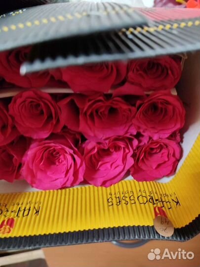 Цветы роза Эквадор опт