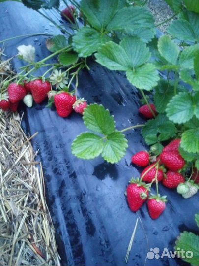 Рассада клубники