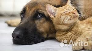 Передержка собак и кошек