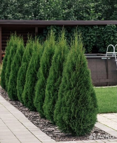 Туя смарагд