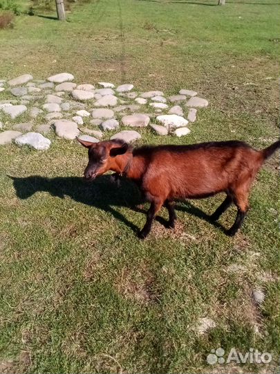 Козел Чешский