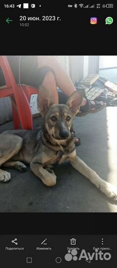 Бедолажка Мася