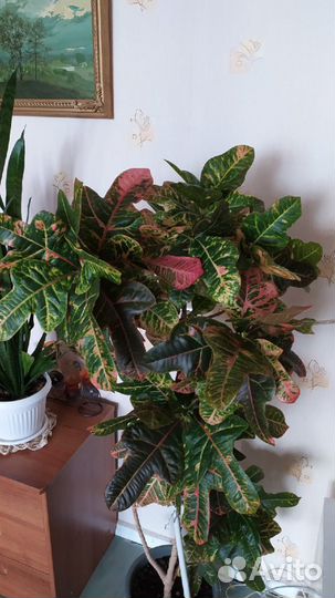 Кротон кодеум