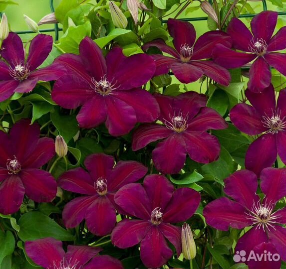 Клематис Мазовше (Mazowsze)