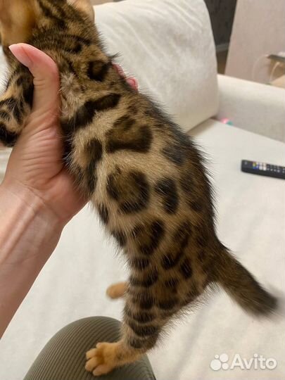 Шикарный бенгальский мальчик