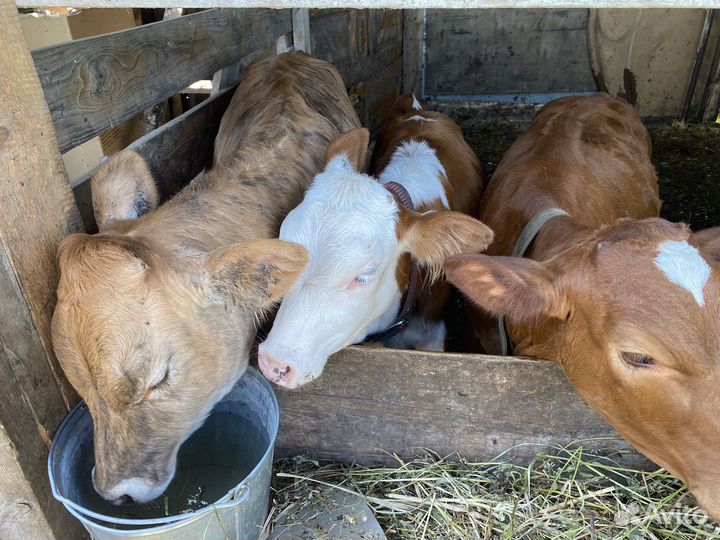 Телята 4 телят