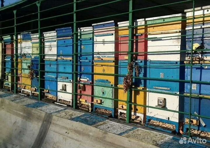 Мед акации св. урожай 2023 г