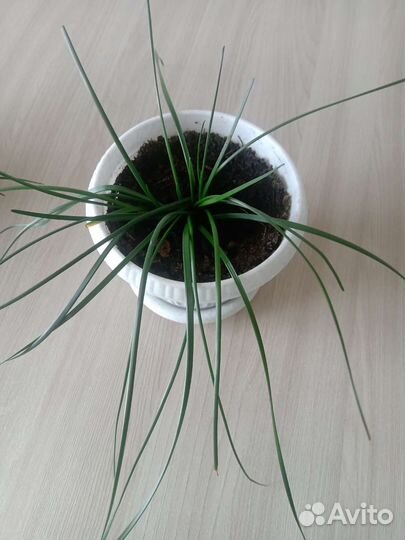 Зефирантес комнатные цветы