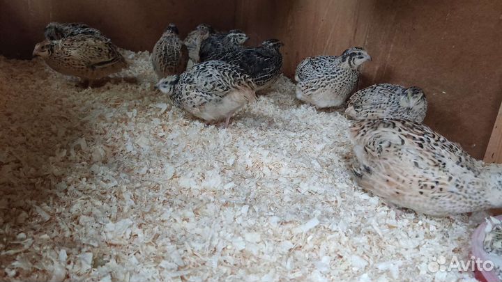 Перепелки несушки