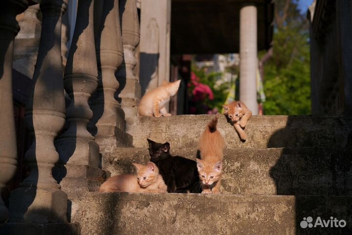 Прелестные котята в добрые руки