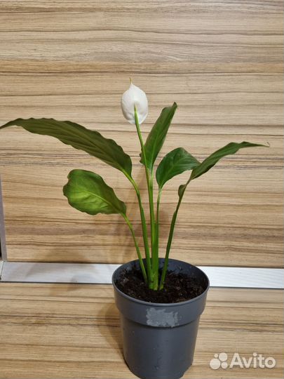 Спатифиллум