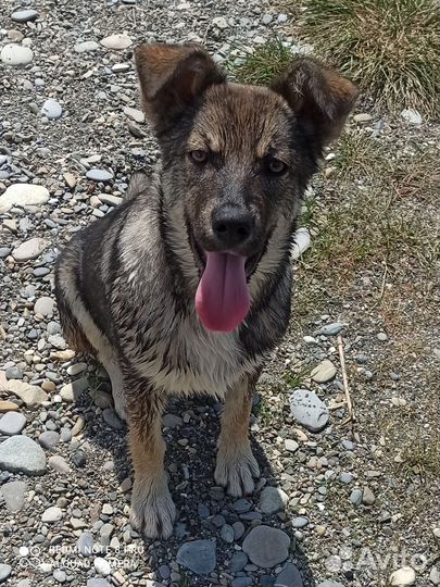 Щенок в добрые руки. Девочка