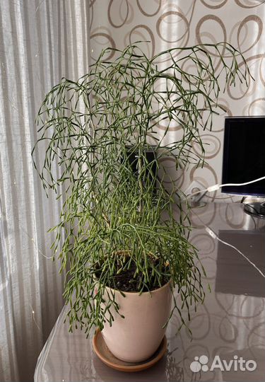 Хатиора кактус