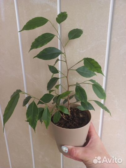 Фикус бенджамина