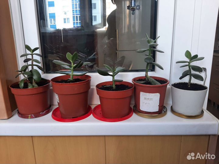 Толстянка денежное дерево