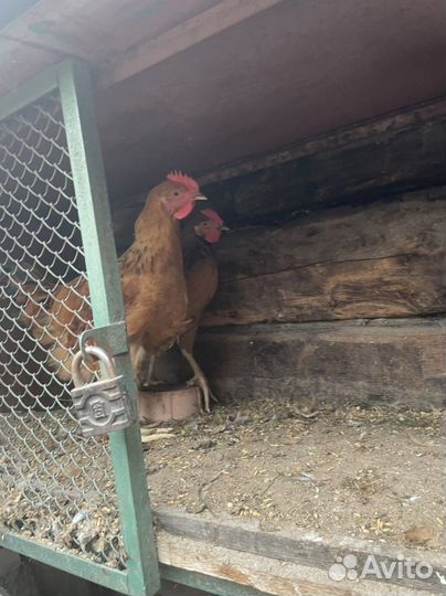Петухи 4 месяцы Кучинские