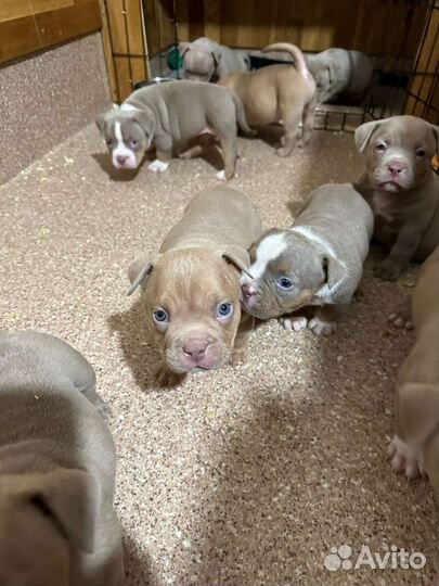 Собаки щенки американского булли