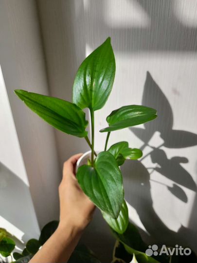 Комнатные растения