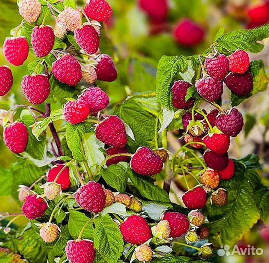 Малина сортовая красная и желтая