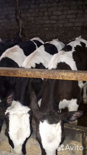 Бычки.Телки