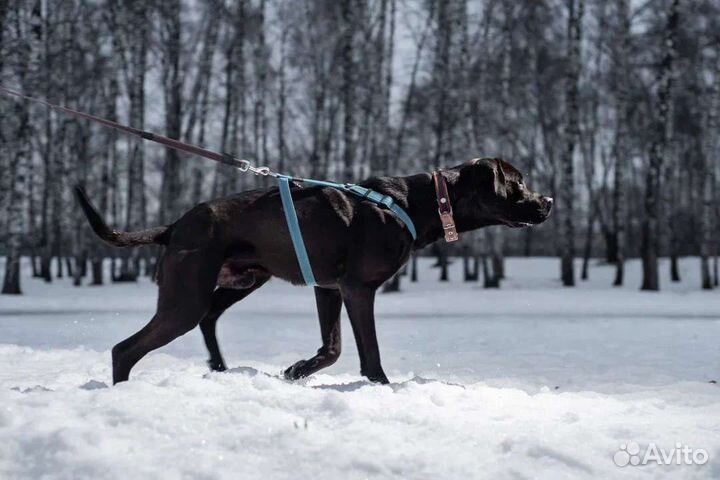 Персей ищет дом