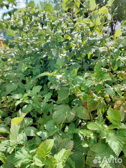 Саженцы малины