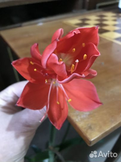 Лечебные цветы