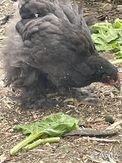 Петушки породы Кохинхин стандарт