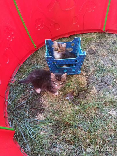 Котята бесплатно