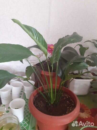 Спатифиллум