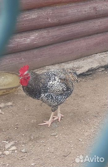 Молодые петушки