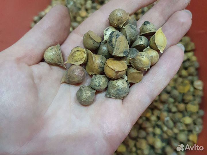 Чеснок Гигантский и Семейный