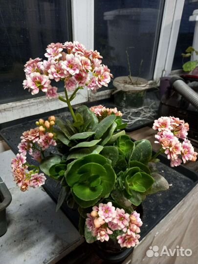 Каланхоэ лечебносортовое. Толстянка. Герань. Калла