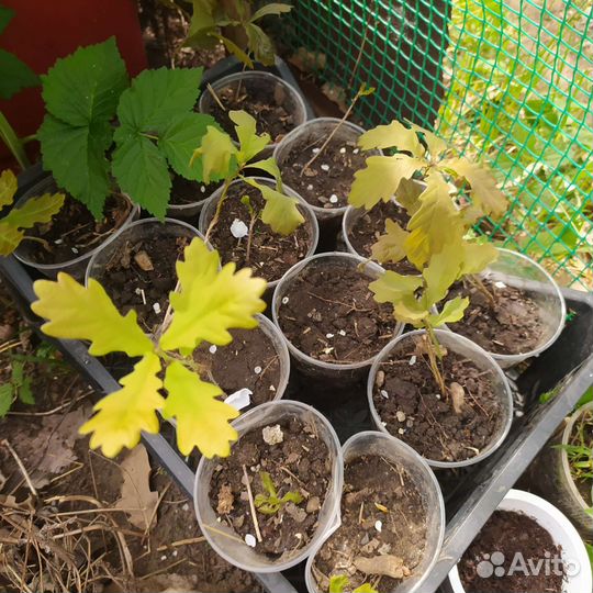 Дуб дубочки 2 годика