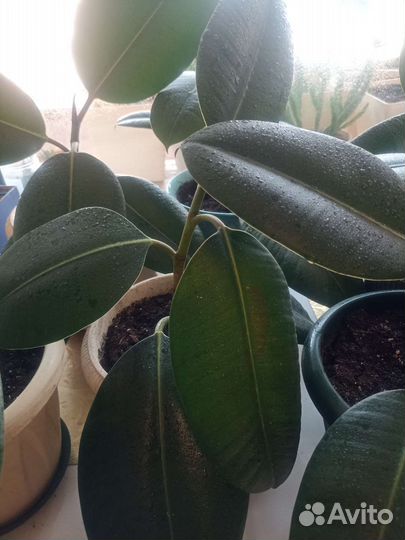 Фикус каучуковый Робуста