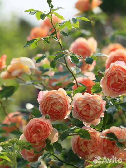 Садовые европейские розы