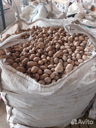 Картофель кормовой