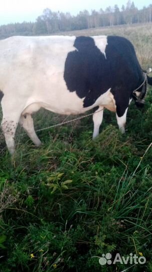 Корова стельная