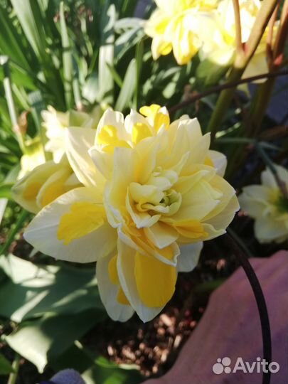 Луковицы нарциссов